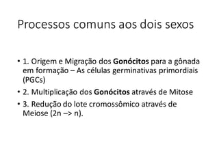 Processos	comuns	aos	dois	sexos
• 1.	Origem	e	Migração	dos	Gonócitos para	a	gônada	
em	formação	– As	células	germinativas	primordiais	
(PGCs)
• 2.	Multiplicação	dos	Gonócitos através	de	Mitose
• 3.	Redução	do	lote	cromossômico	através	de	
Meiose	(2n	–>	n).
 