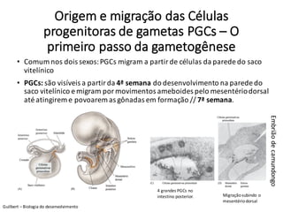 Origem	e	migração	das	Células	
progenitoras	de	gametas	PGCs – O	
primeiro	passo	da	gametogênese
• Comum	nos	dois	sexos:	PGCs migram	a	partir	de	células	da	parede	do	saco	
vitelínico
• PGCs:	são	visíveis	a	partir	da	4ª	semana	do	desenvolvimento	na	parede	do	
saco	vitelínico	e	migram	por	movimentos	ameboides	pelo	mesentério	dorsal	
até	atingirem	e	povoarem	as	gônadas	em	formação	//	7ª	semana.
Embrião	de	camundongo
4	grandes	PGCs no	
intestino	posterior. Migração	subindo	o	
mesentério	dorsal
Guilbert – Biologia	do	desenvolvimento
 