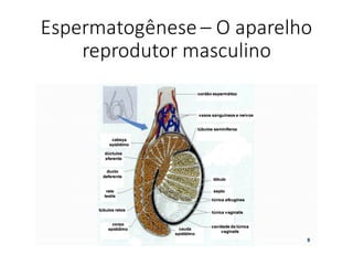 Espermatogênese	– O	aparelho	
reprodutor	masculino
 