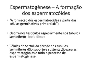 Espermatogênese	– A	formação	
dos	espermatozóides
• “A	formação	dos	espermatozoides	a	partir	das	
células	germinativas	primordiais”;
• Ocorre	nos	testículos	especialmente	nos	túbulos	
seminíferos;	(epidídimo)
• Células	de	Sertoli da	parede	dos	túbulos	
seminíferos	dão	suporte	e	sustentação	para	as	
espermatogônias	e	todo	o	processo	de	
espermatogênese.
 