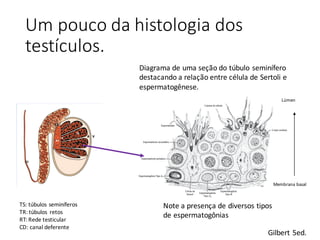 Um	pouco	da	histologia	dos	
testículos.
TS:	túbulos	seminíferos
TR:	túbulos	 retos
RT:	Rede	testicular
CD:	canal	deferente
Gilbert	5ed.
Diagrama	de	uma	seção	do	túbulo	seminífero	
destacando	a	relação	entre	célula	de	Sertoli e	
espermatogênese.
Note	a	presença	de	diversos	tipos	
de	espermatogônias
Membrana	basal
Lúmen
 