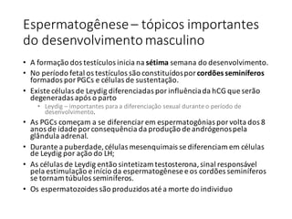 Espermatogênese	– tópicos	importantes	
do	desenvolvimento	masculino
• A	formação	dos	testículos	inicia	na	sétima semana	do	desenvolvimento.
• No	período	fetal	os	testículos	são	constituídos	por	cordões	seminíferos
formados	por	PGCs e	células	de	sustentação.	
• Existe	células	de	Leydig diferenciadas	por	influência	da	hCG que	serão	
degeneradas	após	o	parto
• Leydig – importantes	para	a	diferenciação	sexual	durante	o	período	de	
desenvolvimento.
• As	PGCs começam	a	se	diferenciar	em	espermatogônias	por	volta	dos	8	
anos	de	idade	por	consequência	da	produção	de	andrógenos	pela	
glândula	adrenal.
• Durante	a	puberdade,	células	mesenquimais se	diferenciam	em	células	
de	Leydig por	ação	do	LH;
• As	células	de	Leydig então	sintetizam	testosterona,	sinal	responsável	
pela	estimulação	e	início	da	espermatogênese	e	os	cordões	seminíferos	
se	tornam	túbulos	seminíferos.
• Os	espermatozoides	são	produzidos	até	a	morte	do	individuo
 