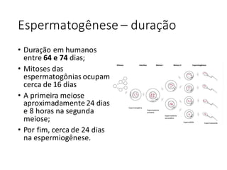 Espermatogênese	– duração
• Duração	em	humanos	
entre	64	e	74	dias;
• Mitoses	das	
espermatogônias	ocupam	
cerca	de	16	dias
• A	primeira	meiose	
aproximadamente	24	dias	
e	8	horas	na	segunda	
meiose;
• Por	fim,	cerca	de	24	dias	
na	espermiogênese.
 