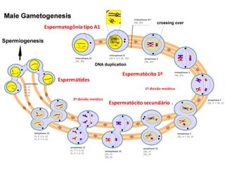 Espermatogônia tipo	A1
Espermatócito 1ª
Espermatócito secundário
1ª	divisão	meiótica
Espermátides
2ª	divisão	meiótica
 