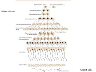 Gilbert	5ed.
Divisões	mitóticas
 