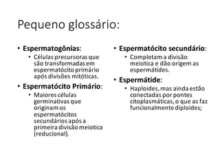 Pequeno	glossário:
• Espermatogônias:
• Células	precursoras	que	
são	transformadas	em	
espermatócito primário	
após	divisões	mitóticas.
• Espermatócito Primário:	
• Maiores	células	
germinativas	que	
originam	os	
espermatócitos	
secundários	após	a	
primeira	divisão	meiotica
(reducional).	
• Espermatócito secundário:
• Completam	a	divisão	
meiotica e	dão	origem	as	
espermátides.
• Espermátide:
• Haploides,	mas	ainda	estão	
conectadas	por	pontes	
citoplasmáticas,	o	que	as	faz	
funcionalmente	diploides;
 