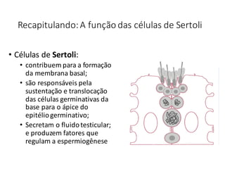 Recapitulando:	A	função	das	células	de	Sertoli
• Células de	Sertoli:
• contribuem	para	a	formação
da	membrana	basal;
• são responsáveis pela	
sustentação e	translocação
das	células germinativas	da	
base	para	o	ápice do	
epitéliogerminativo;
• Secretam	o	fluido	testicular;	
e	produzem	fatores	que	
regulam	a	espermiogênese
 