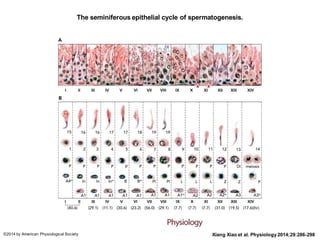The seminiferous epithelial cycle of spermatogenesis.
Xiang Xiao et al. Physiology 2014;29:286-298©2014 by American Physiological Society
 