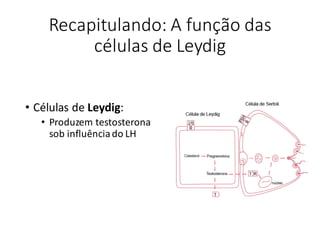 Recapitulando:	A	função	das	
células	de	Leydig
• Células de	Leydig:
• Produzem	testosterona	
sob	influência	do	LH
 