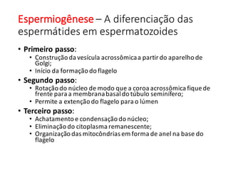Espermiogênese – A	diferenciação	das	
espermátides	em	espermatozoides
• Primeiro	passo:
• Construção	da	vesícula	acrossômicaa	partir	do	aparelho	de	
Golgi;
• Início	da	formação	do	flagelo
• Segundo	passo:
• Rotação	do	núcleo	de	modo	que	a	coroa	acrossômica fique	de	
frente	para	a	membrana	basal	do	túbulo	seminífero;
• Permite	a	extenção do	flagelo	para	o	lúmen
• Terceiro	passo:
• Achatamento	e	condensação	do	núcleo;
• Eliminação	do	citoplasma	remanescente;
• Organização	das	mitocôndrias	em	forma	de	anel	na	base	do	
flagelo
 