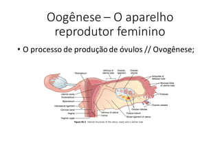 Oogênese	– O	aparelho	
reprodutor	feminino
• O	processo	de	produção	de	óvulos	//	Ovogênese;
 
