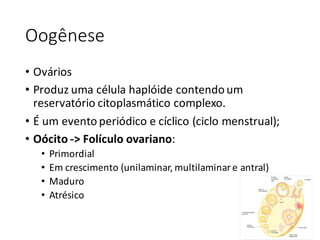 Oogênese
• Ovários
• Produz	uma	célula	haplóide contendo	um	
reservatório	citoplasmático	complexo.
• É	um	evento	periódico	e	cíclico	(ciclo	menstrual);
• Oócito ->	Folículo	ovariano:
• Primordial
• Em	crescimento	(unilaminar,	multilaminar e	antral)
• Maduro
• Atrésico
 