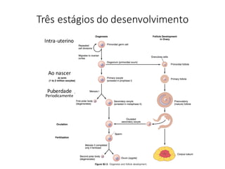 Três	estágios	do	desenvolvimento
Intra-uterino
Ao	nascer
Puberdade
Periodicamente
 