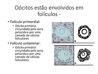 Oócitos estão	envolvidos	em	
folículos	-
• Folículo	primordial:
• Oócito primário	
circundado	pela	zona	
pelúcida	e	por	uma	
camada	de	células	
foliculares
• Folículo	unilaminar:
• Oócito primário	
circundado	pela	zona	
pelúcida	e	por	uma	
camada	de	células	
foliculares
 