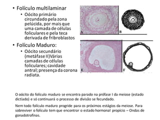 • Folículo	multilaminar
• Oócito primário	
circundado	pela	zona	
pelúcida,	por	mais	que	
uma	camada	de	células	
foliculares	e	pela	teca	
derivada	de	fribroblastos
• Folículo	Maduro:
• Oócito secundário	
(metáfase	II)Várias	
camadas	de	células	
foliculares;	cavidade	
antral;	presença	da	corona	
radiata.
Nem	todo	folículo	maduro	progride	para	os	próximos	estágios	da	meiose.	Para	
sobreviver	o	folículo	tem	que	encontrar	o	estado	hormonal	 propício	– Ondas	de	
gonadotrofinas.
O	oócito do	folículo	maduro	se	encontra	parado	na	prófase	I da	meiose	(estado	
dictíado)	e	só	continuará	o	processo	de	divisão	se	fecundado.
 