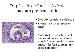 Corpúsculo	de	Graaf – Folículo	
maduro	pré-ovulatório
• O	oócito I completa	a	Meiose	I
• Oócito II	e	o	1º	corpúsculo
polar
• O	oócito II	entra	na	Meiose	II,	
mas	estaciona	na	metáfase II,	
a	qual	só	será	completada	se	o	
oócito II	for	fertilizado	por	um	
espermatozóide;
 