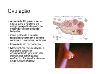 Ovulação
• A	onda	de	LH	parece	ser	a	
causa	para	a	ruptura	do	
estigma	expelindo	o	oócito
secundário	com	o	fluido	
folicular.
• Zona	pelúcida	e	células	
foliculares	formam	a	corona	
radiata e	o	cumulus oophorus.
• Formação	do	corpo	lúteo
• Mittelschmerze	ovulação:	a	
ovulação	pode	ser	
acompanhada	por	uma	dor	
abnominal em	algumas	
mulheres.	A	essa	dor	chama-
se	de	Mittelschmerz.
 