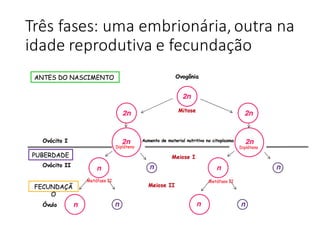 Três	fases:	uma	embrionária,	outra	na	
idade	reprodutiva	e	fecundação
 