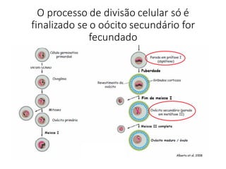 O	processo	de	divisão	celular	só	é	
finalizado	se	o	oócito secundário	for	
fecundado
 