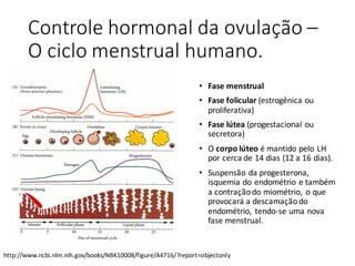 Controle	hormonal	da	ovulação	–
O	ciclo	menstrual	humano.
• Fase	menstrual
• Fase	folicular	(estrogênica ou	
proliferativa)	
• Fase	lútea (progestacional	ou	
secretora)	
• O	corpo	lúteo é	mantido	pelo	LH	
por	cerca	de	14	dias	(12	a	16	dias).
• Suspensão	da	progesterona,	
isquemia	do	endométrio	e	também
a	contraçãodo	miométrio,	 o	que	
provocará	a	descamaçãodo	
endométrio,	 tendo-se	uma	nova	
fase	menstrual.
http://www.ncbi.nlm.nih.gov/books/NBK10008/figure/A4716/?report=objectonly
 