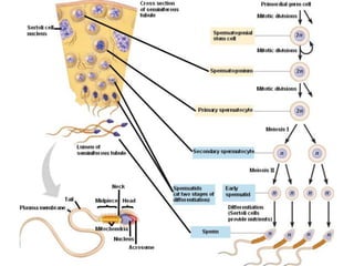 Aula 1 e 2 introduçao a embriologia