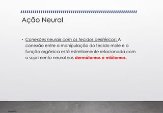 Imp039.00
Ação Neural
• Conexões neurais com os tecidos periféricos: A
conexão entre a manipulação do tecido mole e a
função orgânica está estreitamente relacionada com
o suprimento neural nos dermátomos e miótomos.
 