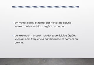 Imp039.00
• Em muitos casos, os ramos dos nervos da coluna
inervam outros tecidos e órgãos do corpo;
• por exemplo, músculos, tecidos superficiais e órgãos
viscerais com frequência partilham nervos comuns na
coluna.
 