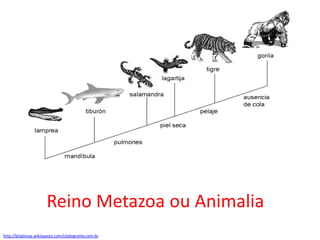 Reino Metazoa ou Animalia
http://bioglossa.wikispaces.com/cladograma.com.br
 