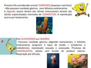 Primeiro filo considerado animal: PORÍFEROS (esponjas marinhas)
- Não possuem cavidade gástrica, nem folhetos embrionários.
A digestão ocorre dentro das células (intracelular) através das
células especializadas chamadas de COANÓCITOS. A reprodução
ocorre por brotamento.
Filo CELENTERADO ou CNIDÁRIA
- Possuem cavidade gástrica (digestão extracelular), 2 folhetos
embrionários (originam 2 tipos de tecido = ectoderme e
endoderme), reprodução sexuada e assexuada. Presença de
CNIDOBLASTOS, células com função de produzir toxinas.
Respiração por difusão.
 