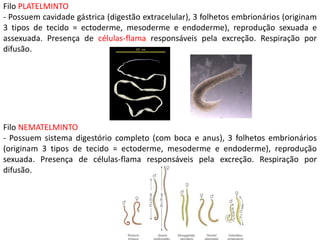 Filo NEMATELMINTO
- Possuem sistema digestório completo (com boca e anus), 3 folhetos embrionários
(originam 3 tipos de tecido = ectoderme, mesoderme e endoderme), reprodução
sexuada. Presença de células-flama responsáveis pela excreção. Respiração por
difusão.
Filo PLATELMINTO
- Possuem cavidade gástrica (digestão extracelular), 3 folhetos embrionários (originam
3 tipos de tecido = ectoderme, mesoderme e endoderme), reprodução sexuada e
assexuada. Presença de células-flama responsáveis pela excreção. Respiração por
difusão.
 