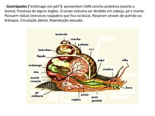 - Gastrópodes ("estômago nos pés“): apresentam UMA concha protetora (exceto a
lesma). Presença de alguns órgãos. O corpo costuma ser dividido em cabeça, pé e manto.
Possuem rádula (estrutura raspadora que fica na boca). Respiram através de pulmão ou
brânquia. Circulação aberta. Reprodução sexuada.
 