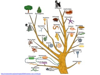 http://creationwiki.org/pool/images/0/04/Evolution_tree_of_life.png
 