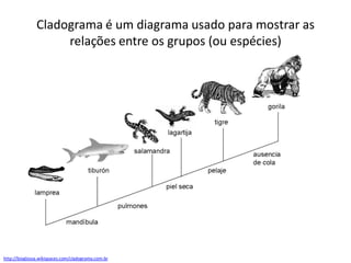 Cladograma é um diagrama usado para mostrar as
relações entre os grupos (ou espécies)
http://bioglossa.wikispaces.com/cladograma.com.br
 