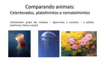 Comparando animais:
Celenterados, platelmintos e nematelmintos
Celenterados: grupo das medusas – águas-vivas e caravelas – e pólipos
(anêmonas, hidras e corais)
 