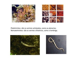 Platelmintos: são os vermes achatados, como as planarias.
Nematelmintos: são os vermes cilíndricos, como a lombriga.
 