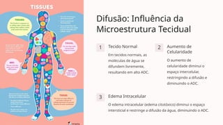 Difusão: Influência da
Microestrutura Tecidual
1 Tecido Normal
Em tecidos normais, as
moléculas de água se
difundem livremente,
resultando em alto ADC.
2 Aumento de
Celularidade
O aumento de
celularidade diminui o
espaço intercelular,
restringindo a difusão e
diminuindo o ADC.
3 Edema Intracelular
O edema intracelular (edema citotóxico) diminui o espaço
intersticial e restringe a difusão da água, diminuindo o ADC.
 
