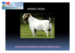 ANIMAL SADIO
QUAIS AS PRINCIPAIS CARACTERÍSTICAS?
 