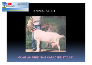 ANIMAL SADIO
QUAIS AS PRINCIPAIS CARACTERÍSTICAS?
 