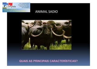 ANIMAL SADIO
QUAIS AS PRINCIPAIS CARACTERÍSTICAS?
 