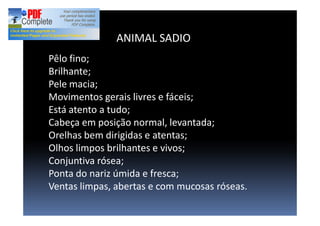 Pêlo fino;
Brilhante;
Pele macia;
Movimentos gerais livres e fáceis;
Está atento a tudo;
Cabeça em posição normal, levantada;
Orelhas bem dirigidas e atentas;
Olhos limpos brilhantes e vivos;
Conjuntiva rósea;
Ponta do nariz úmida e fresca;
Ventas limpas, abertas e com mucosas róseas.
ANIMAL SADIO
 