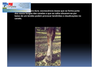 Sobrecana: Tara dura; excrescência óssea que se forma junto
dos ossos longos das canelas e que se calha situarem-se por
baixo de um tendão podem provocar tendinites e claudicações no
cavalo.
 