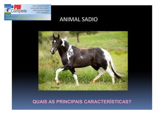 ANIMAL SADIO
QUAIS AS PRINCIPAIS CARACTERÍSTICAS?
 