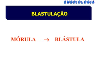 BLASTULAÇÃO

MÓRULA



BLÁSTULA

 