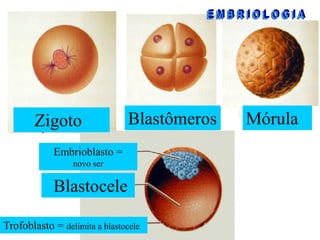 Zigoto

Blastômeros

Embrioblasto =
novo ser

Blastocele
Trofoblasto = delimita a blastocele

Mórula

 