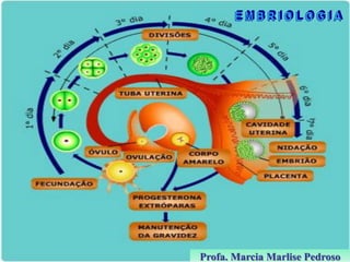 Profa. Marcia Marlise Pedroso

 