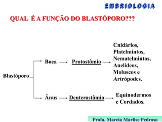 QUAL É A FUNÇÃO DO BLASTÓPORO???

Boca

Protostômio

Cnidários,
Platelmintos,
Nematelmintos,
Anelídeos,
Moluscos e
Artrópodes.

Ânus

Deuterostômio

Equinodermos
e Cordados.

Blastóporo

Profa. Marcia Marlise Pedroso

 