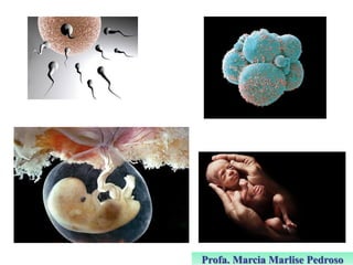 Profa. Marcia Marlise Pedroso

 