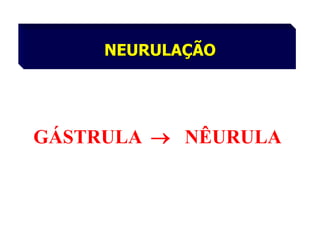 NEURULAÇÃO

GÁSTRULA  NÊURULA

 