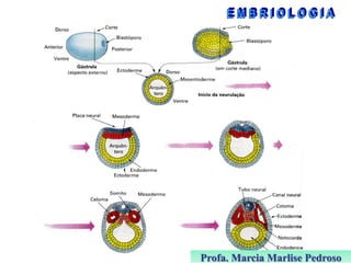 Profa. Marcia Marlise Pedroso

 