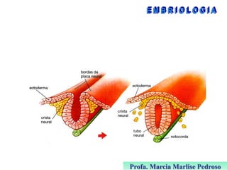 Profa. Marcia Marlise Pedroso

 